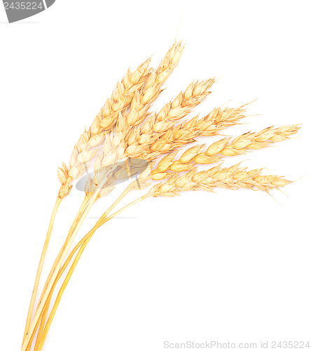 Image of wheat