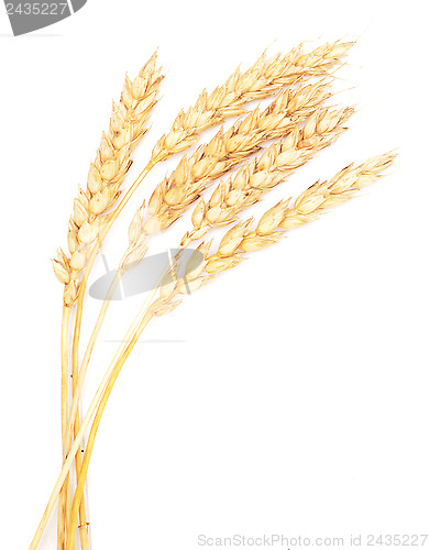 Image of wheat ears