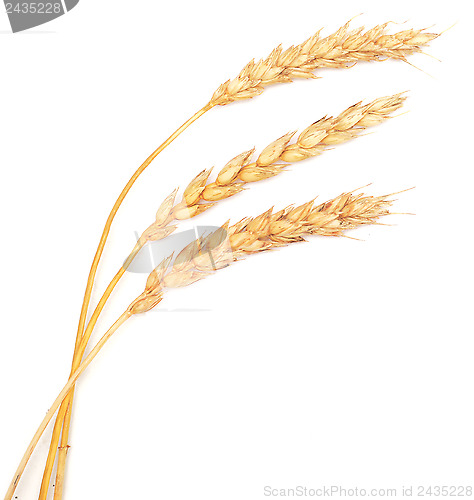 Image of wheat