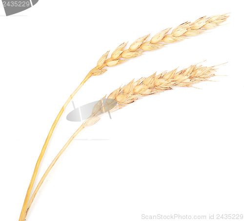 Image of wheat
