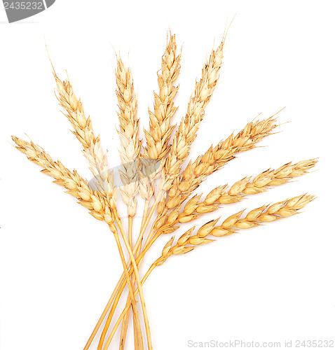 Image of wheat