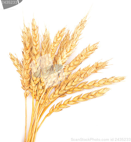 Image of golden wheat