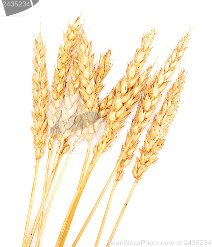 Image of golden wheat