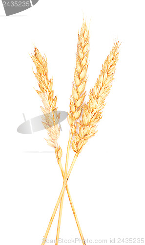 Image of wheat