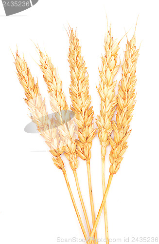 Image of golden wheat