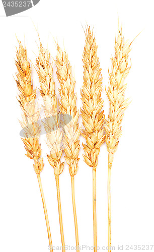 Image of wheat 