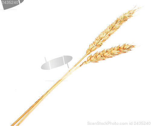 Image of wheat