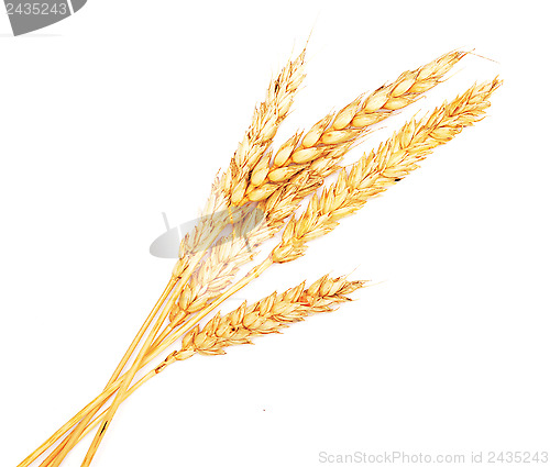 Image of wheat