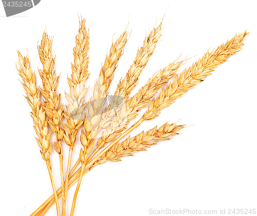 Image of wheat