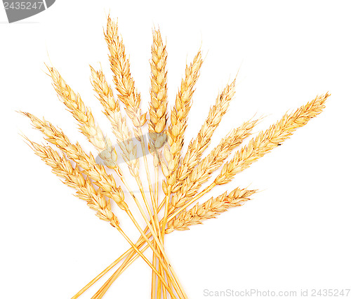 Image of wheat