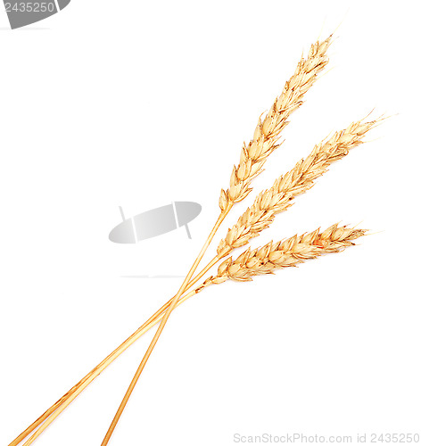 Image of wheat