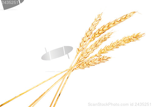 Image of golden wheat