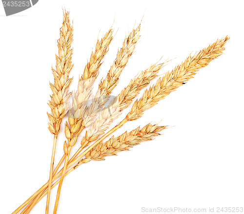 Image of wheat ears