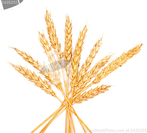 Image of wheat ears