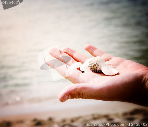 Image of Scallop