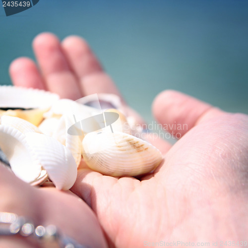 Image of Scallop