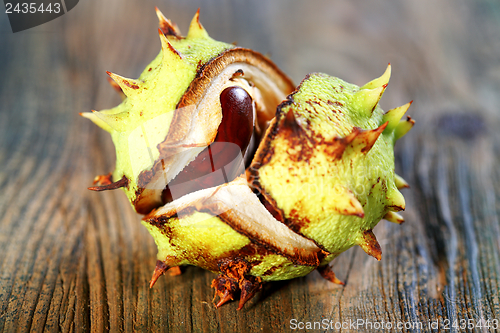 Image of Horse chestnut.