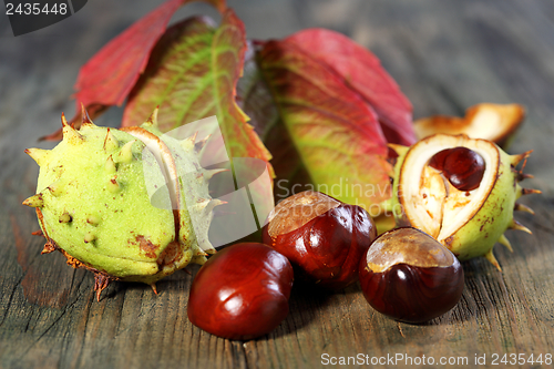 Image of Horse Chestnut with autumn leaves.