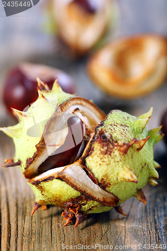 Image of Opened conker.