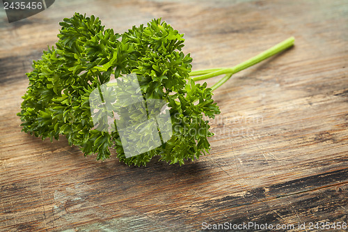 Image of curled leaf parsley