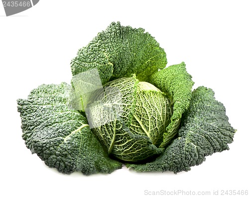 Image of fresh cabbage