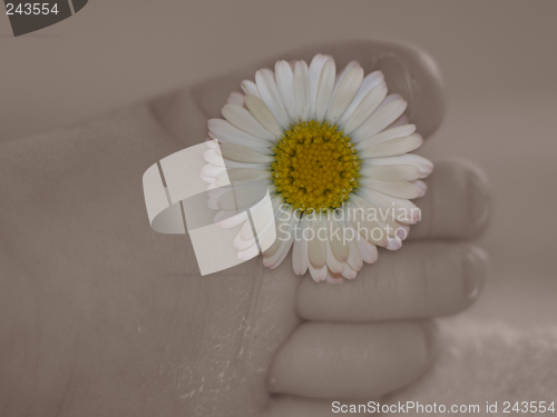 Image of Daisied toes