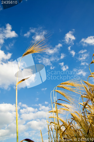 Image of wheat of ear with blue sky