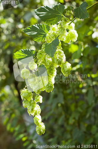 Image of Green hops