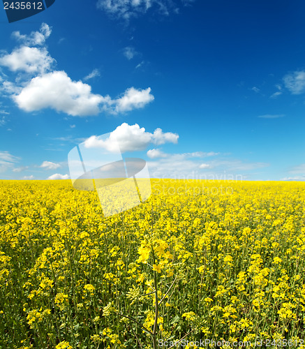 Image of flowers of oil rape in field with blue sky and clouds