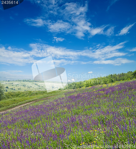 Image of green meadow with flowers and blue sky