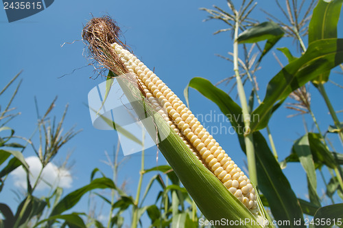 Image of fresh raw corn on the cob with husk