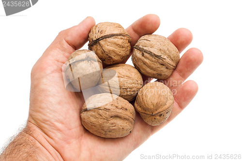 Image of walnuts in hand