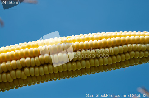 Image of fresh raw corn on the cob