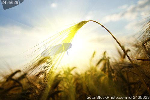 Image of sunset on field at summer. ears of wheat sun against