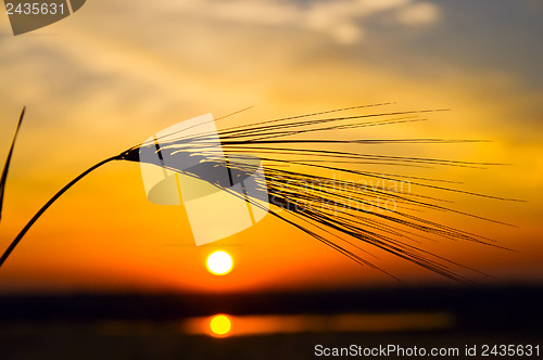 Image of golden sunset with reflection in water and wheat