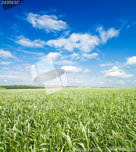Image of green grass under cloudy sky