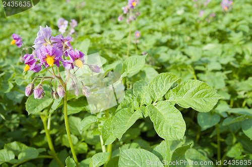 Image of flower of potato in spring