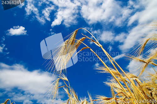 Image of Golden wheat ears with blue sky over them