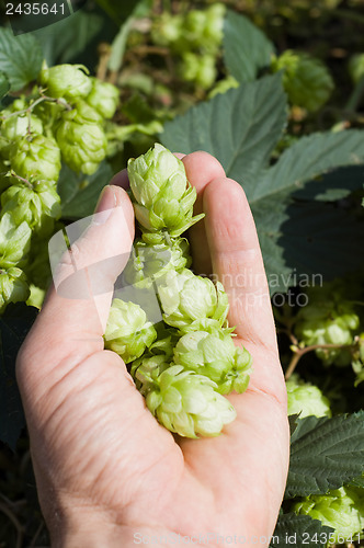 Image of green hops in hand