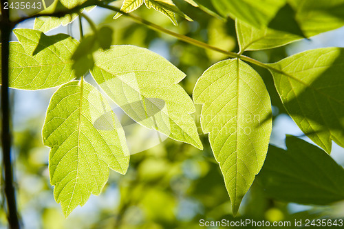 Image of beautiful green leaves