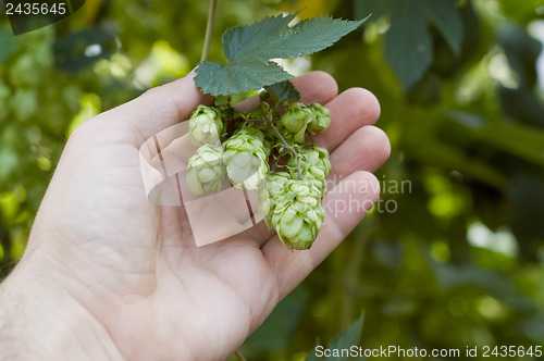 Image of green hops in hand