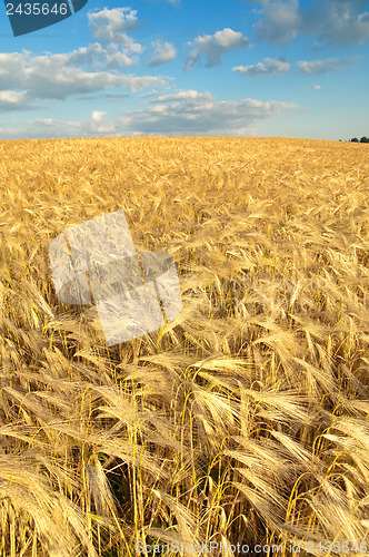 Image of field of gold ears of wheat