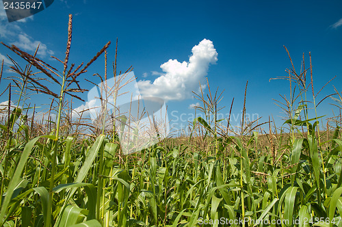Image of field with corn under blue sky and clouds