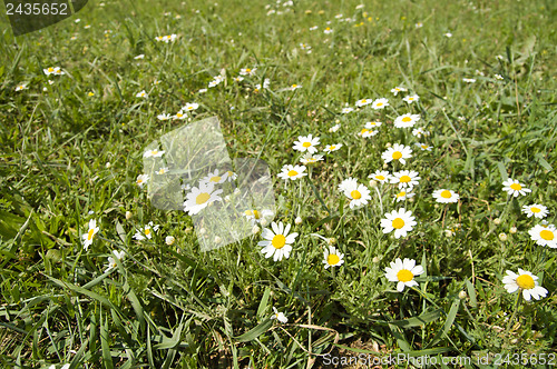 Image of green field with white flowers