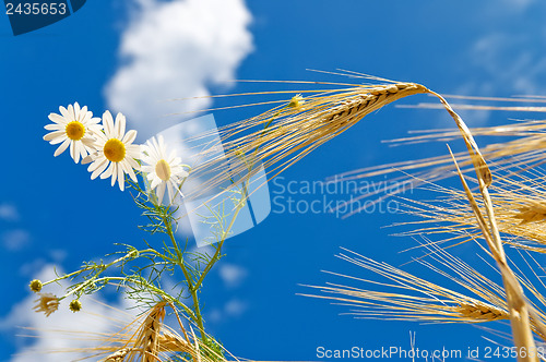 Image of ears of wheat with chamomiles