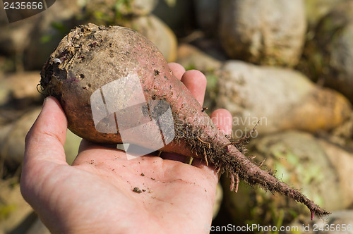 Image of beet in hand