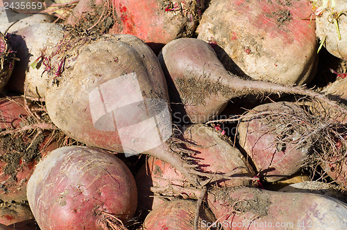 Image of beets on field