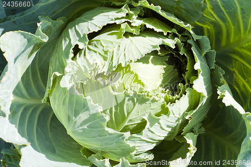 Image of Cabbage on plant