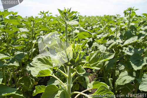 Image of field of green sunflowers