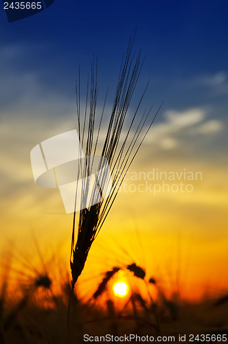 Image of golden sunset over harvest field